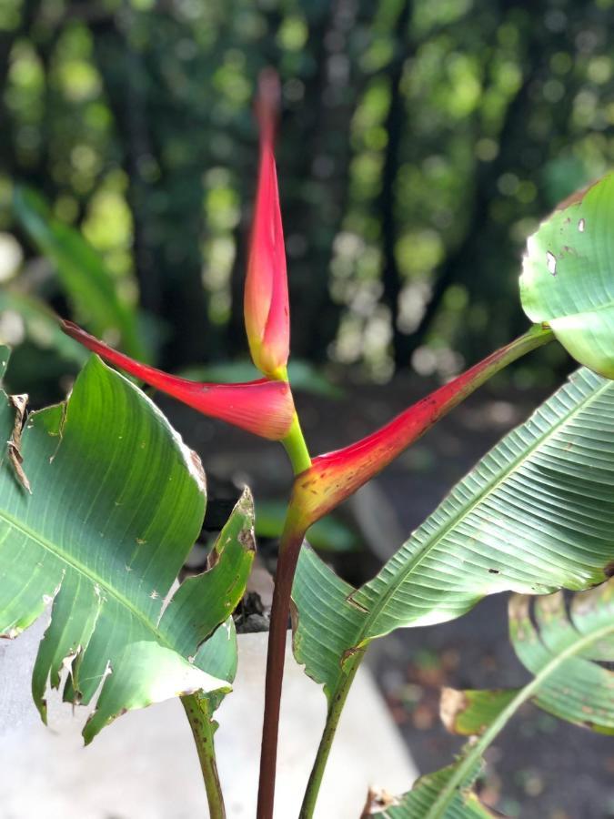 Cantos Del Bosque Monteverde Екстер'єр фото